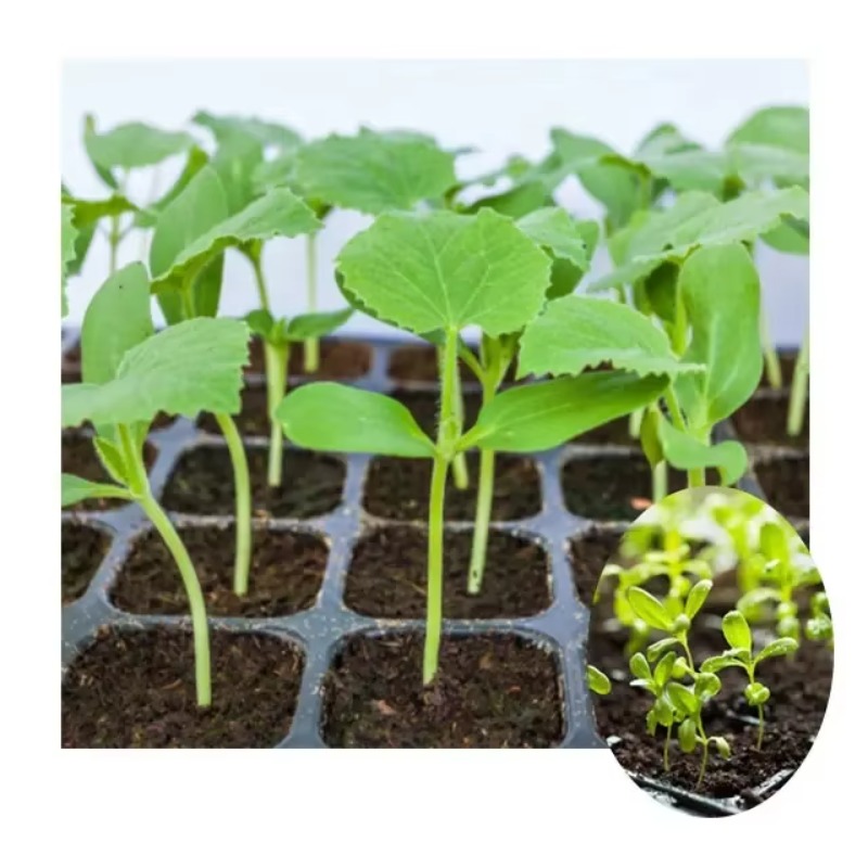 Mesin Penyemai Biji Otomatis,  - Nursery Plug Tray ulasan dan harga