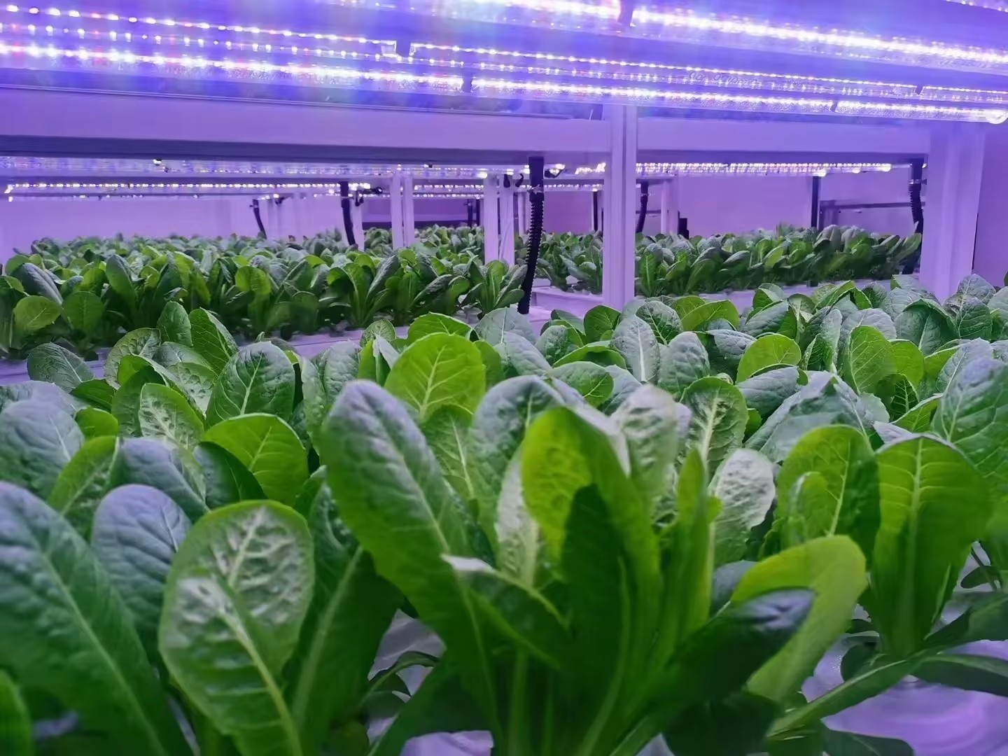 Peralatan Pertanian Rumah Kaca - Agriculture Farming System ulasan dan harga