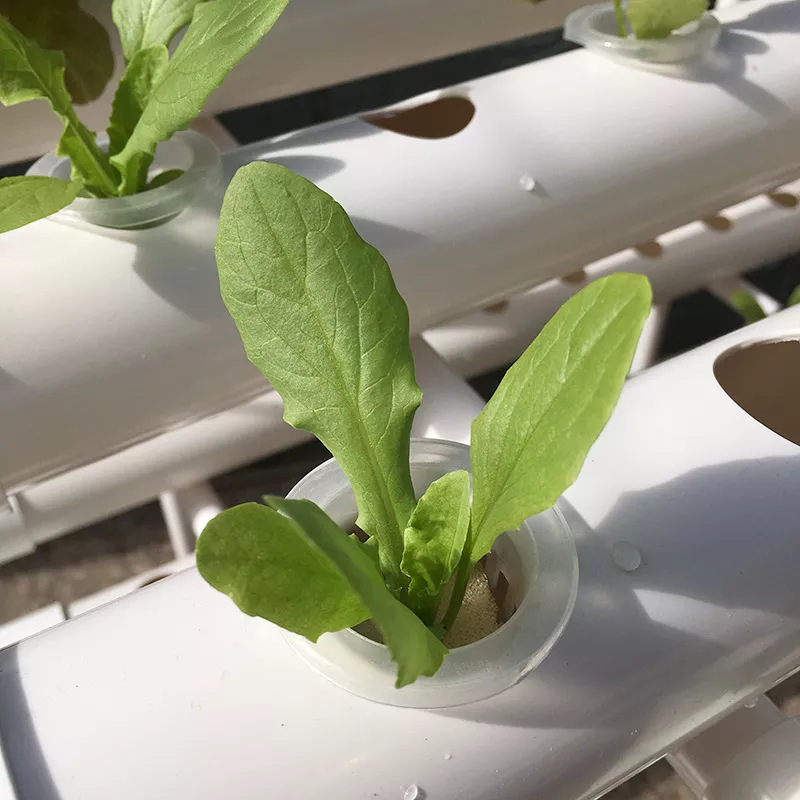 Sistem Penanaman Hidroponik Ve - Hydroponic Nft Channel ulasan dan harga