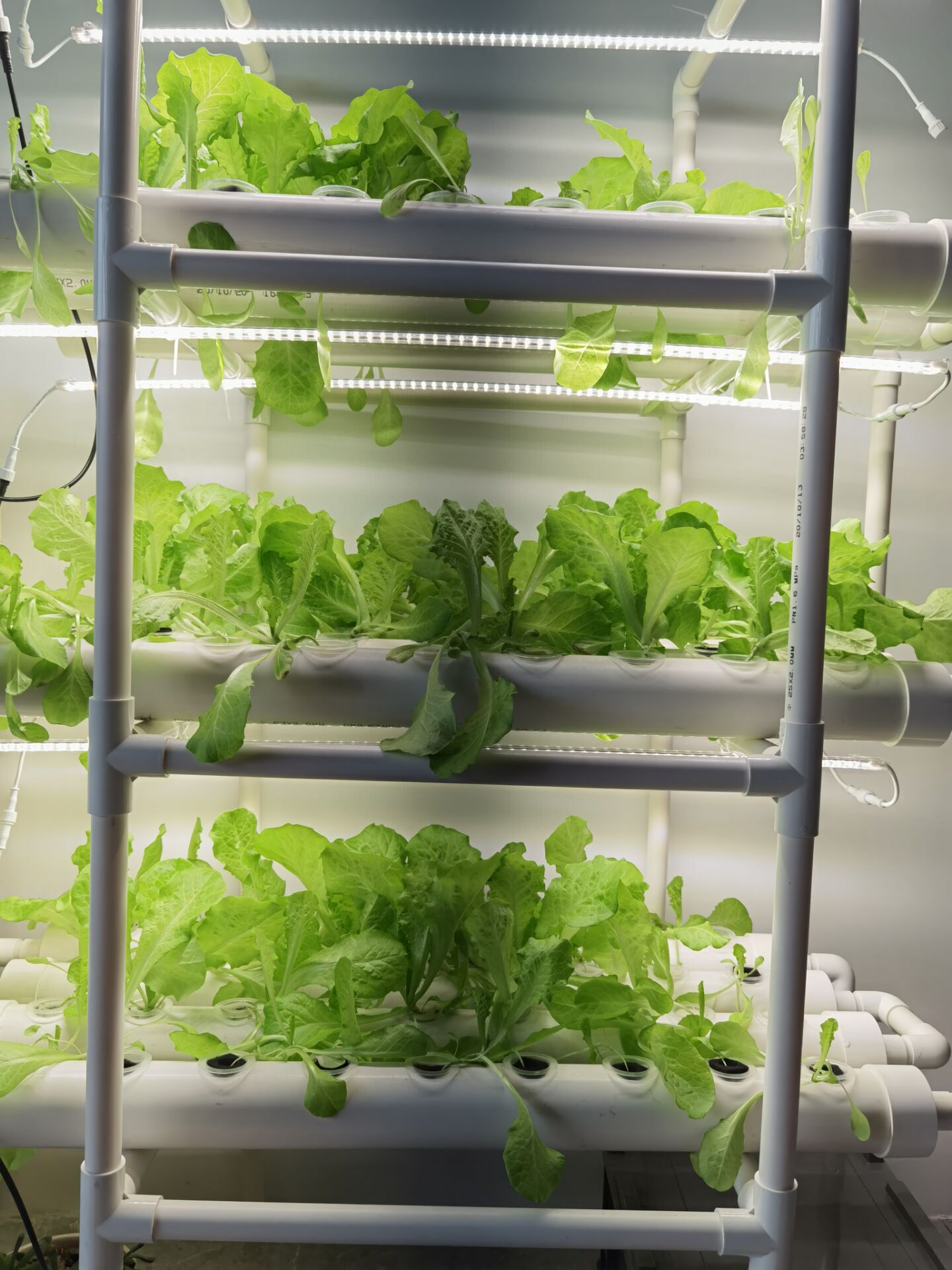 Sistem Penanaman Hidroponik Ve - Hydroponic Nft Channel ulasan dan harga