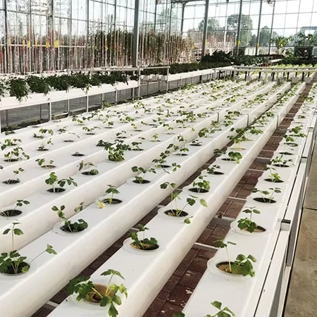 Sistem Tanam Hidroponik Komers - Hydroponic Nft Channel ulasan dan harga