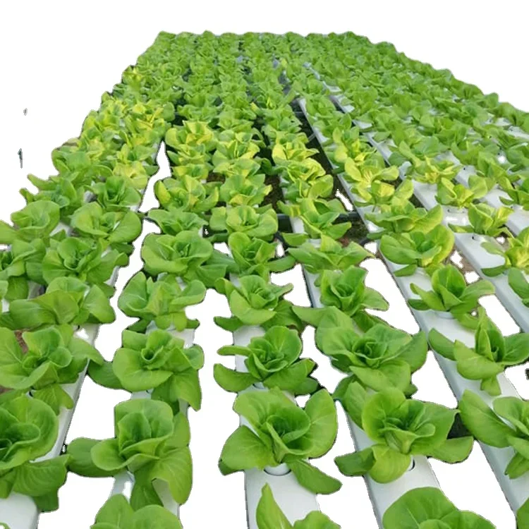 Produsen produksi sistem hidro - Hydroponic Nft Channel ulasan dan harga