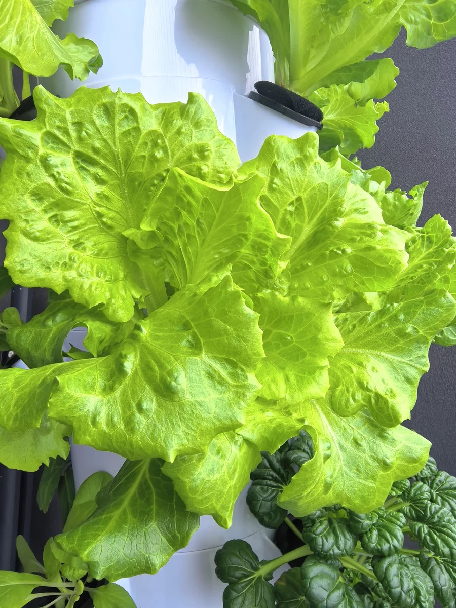Sistem Pertanian Vertikal Ruma - Hydroponic Nft Channel ulasan dan harga